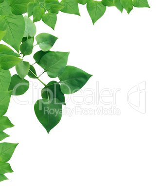 Green Leaves Border