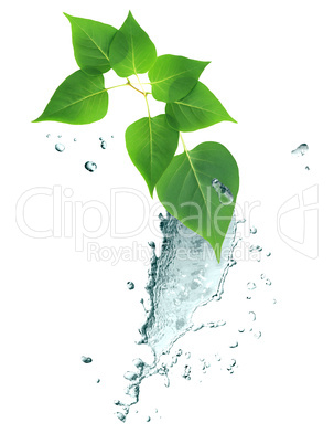 Water Splash And Leaves