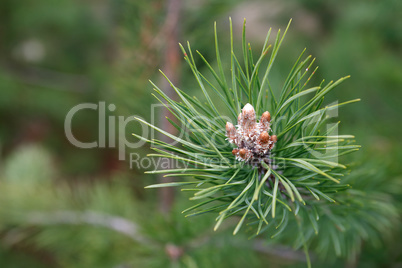 Pine Twig Macro