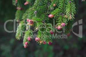 Pine Twig Macro