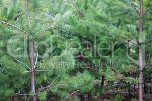 Pine Forest Background