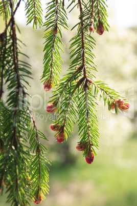 Pine Twig Macro