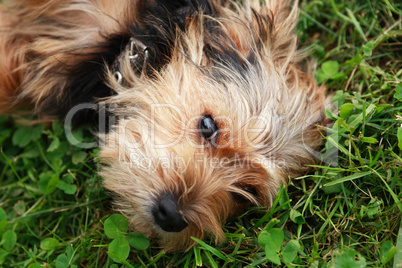 Dog On Grass