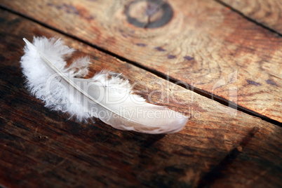 Feather On Wood