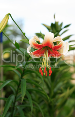 Nice Blooming Lily