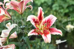 Nice Blooming Lily