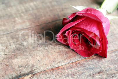 Rose On Wood