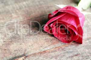 Rose On Wood