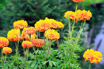 Nice Orange Flowers