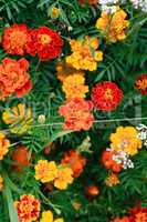 Nice Orange Flowers