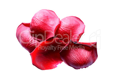 Red Rose Petals