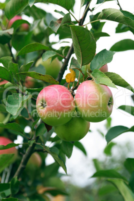 Apple Tree With Fruits