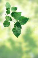 Green Leaves Twig