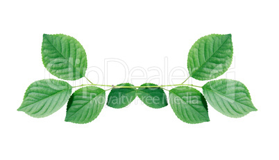 Green Leaves Border