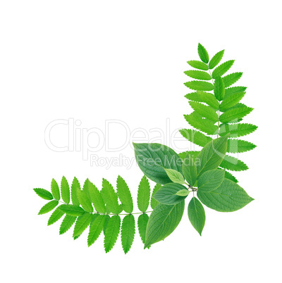 Green Leaves Border