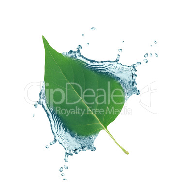 Leaf In Water Splash
