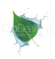 Leaf In Water Splash