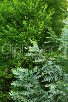 Green Pine Background