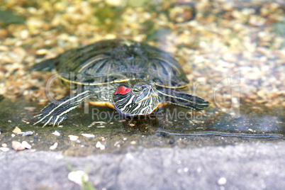Turtle In Water