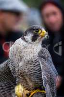 Peregrine Falcon (Falco peregrinus). These birds are the fastest