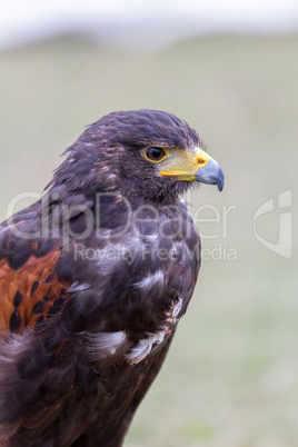 Close up of brown eagle