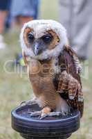 Young Brown Spotted Owl