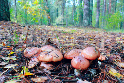 mushrooms of Suillus in the forest