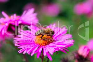 small hardworking bee on the aster