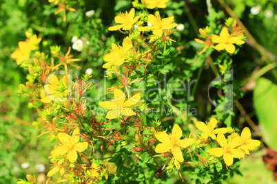 Yellow flowers of St.-John's wort