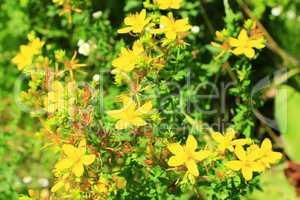 Yellow flowers of St.-John's wort