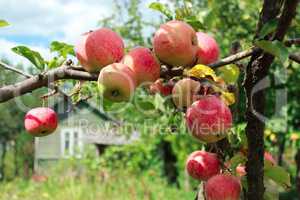harvest of ripe apples on the tree