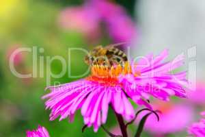 small hardworking bee on the aster