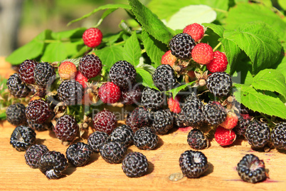 rich crop of black raspberry with berries on the boards