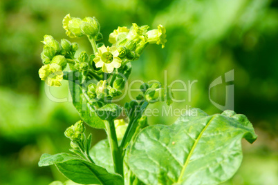 blossoming flowers of tobacco