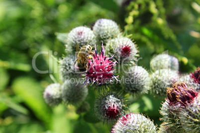 Pink flowers, fruits of burdock, agrimony in summer