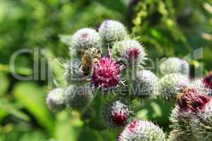 Pink flowers, fruits of burdock, agrimony in summer