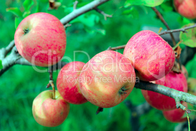 branch of ripe apples
