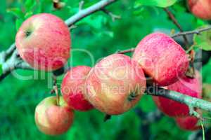 branch of ripe apples