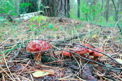 mushrooms of Boletus badius in the Autumn forest