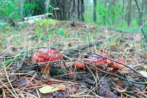 mushrooms of Boletus badius in the Autumn forest