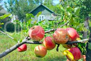 branch of ripe apples near the country-house