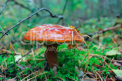 Beautiful mushroom Suillus in the Autumn forest