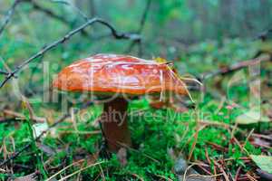 Beautiful mushroom Suillus in the Autumn forest