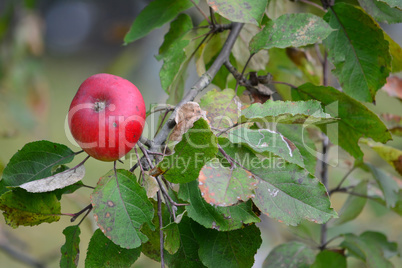 One red organic apple on branch