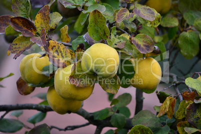 Organic quince on branch