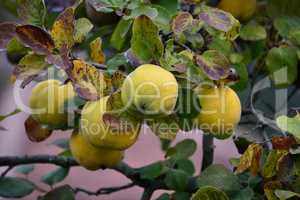 Organic quince on branch