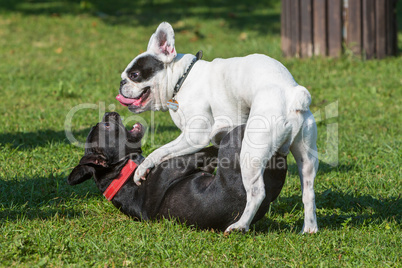 french bulldogs playing