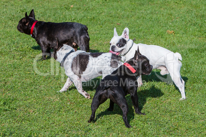 french bulldogs playing