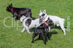 french bulldogs playing