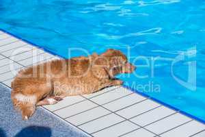dog at the pool